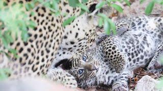 TINY LEOPARD CUBS 