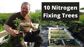 Nitrogen fixing trees for orchards, forest gardens, food forests and permaculture designs.