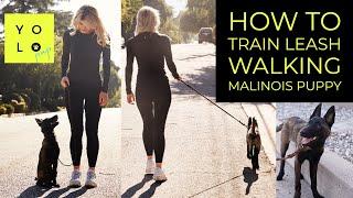 HOW TO LEASH WALK YOUR BELGIAN MALINOIS | STOP LEASH PULLING | YOLO PUP LA