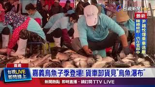 極端氣候衝擊 人工養殖烏魚子產量逐年減少