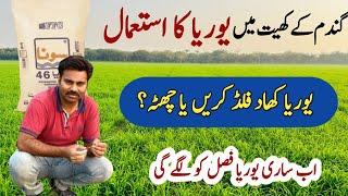 The best method for Urea application in wheat crop | Abid Ali Agrarian