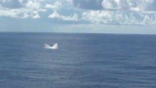 Whale breach Mid-Atlantic Ocean while on Vision of the Seas