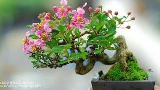 TOP 5 NHỮNG LOẠI CÂY LÀM BONSAI TRÁI SIÊU ĐẸP.