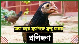 দেশি মুরগিকে সুস্থ রাখার মেডিসিন। Desi Murgir Medicine Tips