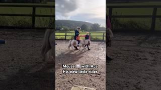 Ivy Teaching Ace to ride Mouse #horse #equestrian #showjumping #horselover #horsegirl #pony