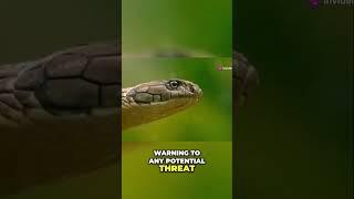 Unveiling the Mighty King Cobra the Amazing World's Longest Venomous Snake #shorts