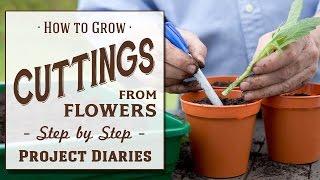  How to: Grow Cuttings from Flowers (A Complete Step by Step Dahlia Guide)