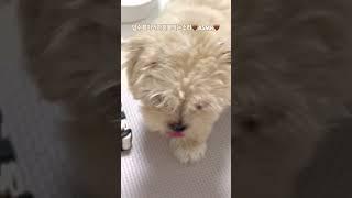 #말티푸 #강아지 #puppy #토리의하루 #토리 #반려견 #asmr