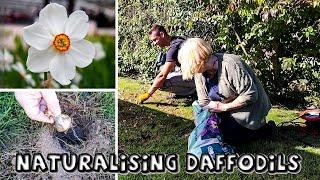 Naturalising Daffodils in Grass in a Difficult, Stony Place