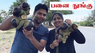 பனை நுங்கு Batticaloa | Sri Lanka Street Food | Tamil Vlogs | Rj Chandru & Menaka