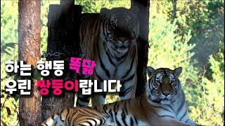 [4K] 호랑이 태범 무궁  쌍둥이 아니랄까봐  귀요미 철철 넘치는 똑닮 행동  #태범 #무궁 #호랑이숲 (태범 무궁 백두대간  korea tiger)