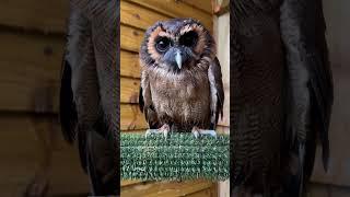 Cute Owl Loved the Rain!