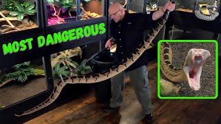 Bushmaster: The Snake That Redefines Danger