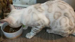 Royal Canin Bengal Cat food Review with Bengal Cats ️