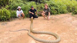 CONQUER THE GIANT MONSTER KING COBRA | KING COBRA | SNAKE | ADVENTURE MANDA