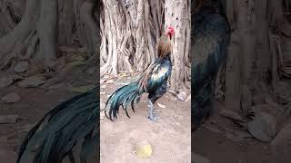 Veera kattu Tharai