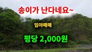 [1207][땅매매][임야매매] 평당 2,000원에 송이가 나는 산입니다. 자연인 등 타용도 활용하실 분 참고 바랍니다.