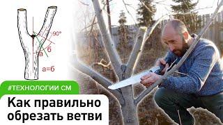 Как правильно обрезать деревья? Формирование садовых плодовых деревьев #СадовыйЭксперт #обрезка