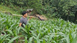 Corn on the high hill after a month and a half of planting. Survival Instinct, Wilderness Alone  166