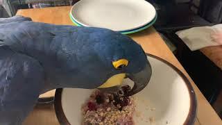 Angelic Parrots are having a good time snacking on their oatmeal!