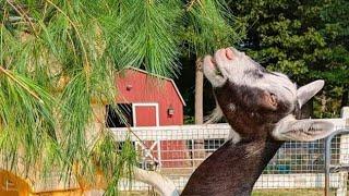 The Goats definitely loved this treat