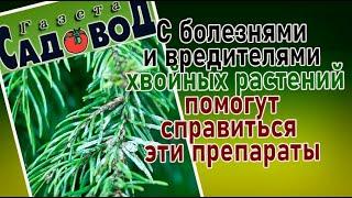 С болезнями и вредителями хвойных растений помогут справиться эти препараты