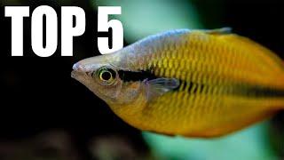 5 MUST HAVE Tankmates for RAINBOWFISH