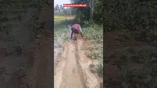 #shorts video Tamil #agriculture #farming #கொத்தரைக்காய் #பாகர்காய்#வெண்டைக்காய் #தோட்டம் பிடித்த