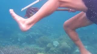 Removing Crown of Thorn's Starfish (COT's) Raja Ampat 2018