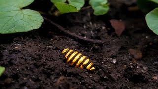 GOLD TREASURE found from BRONZE AGE! Metal detecting