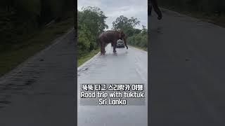 리얼 스리랑카 로드트립, 코끼리쯤이야 #스리랑카여행 #srilankatravel #뚝뚝여행 #srilanka #elephant #코끼리 #tuktuk