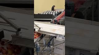 AWETA/ESPOMAK Apple Sorting and Packing Line