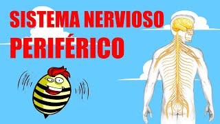 EL SISTEMA NERVIOSO PERIFÉRICO | ¿Cuáles son sus partes y cómo funciona?