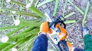 CHOPPING UP BUSH, STIHL CHAINSAW, CUTTING DOWN SHRUB, SAWING FIREWOOD, HOW TO TUTORIAL,GOPRO HEADCAM