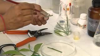 PLANT TISSUE CULTURE CSIR