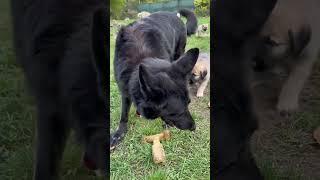 Kangal puppies bothering Trinity