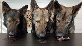 Three German Shepherds Try Different Foods