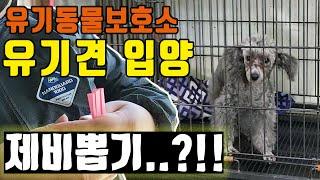 유기동물보호소에서 제비뽑기?! 유기견 입양 쉬운게 아니었군요.