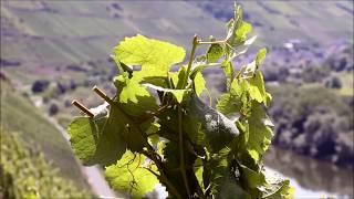 Arbeiten im Weinberg