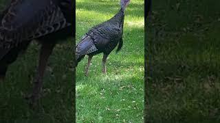 Hot weather Turkey #wildoutdoors #nature #wildphotography #wildlife #outdoors #turkeys #share #fun