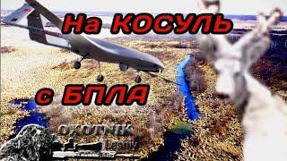 Самцу косули с огромными пантами не удаётся скрыться от дрона!