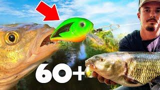 УБИЕЦ НА КЕФАЛИ!!! CHUB BUG TWITCH FISHING ЦВЯТ!