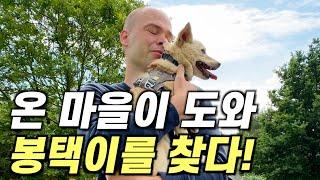 네덜란드 온 동네 사람들이 도와 강아지를 찾아준 감동의 순간..!