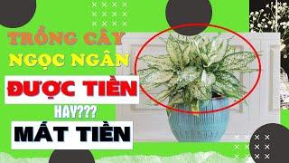 |Cây-Xanh-Ngọc-Trang| Trồng-cây-ngọc-ngân-được-tiền-hay-mất-tiền |Cây-ngọc-ngân|