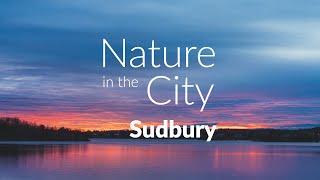 Nature in the City: Sudbury in 4K