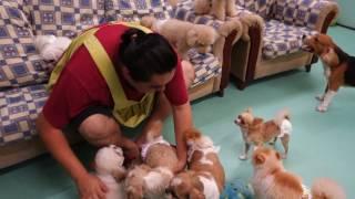 88 PETS MART [DOG HOTEL] 狗狗酒店(Petaling Jaya, Malaysia) 2016 # 16