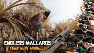 Mallard Field Madness | Duck Hunting With Mountain View Mallards & Wingmen