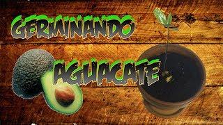 Como Germinar Un Hueso De Aguacate || Experimento || La Huertina De Toni