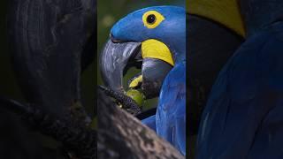 The Largest Flying Parrot: Hyacinth Macaws !