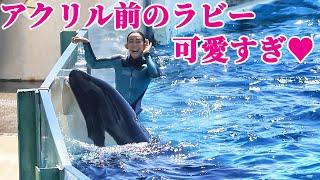 ラビーのファンサパフォーマン最高!! 鴨川シーワールド シャチショー KamogawaSeaWorld  orca killerwhale